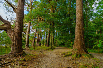 Footpath among trees in Calfclose Bay, the Lake District