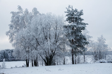 Russia.Karelia.Kostomuksha. Trees in frost on a frosty day.
