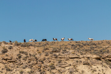 Wild Horses in Autumn in the Wyoming Desert