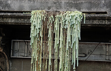climate friendly house on madeira