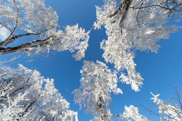 Blick schneebedeckte Baumkronen von unten gegen eine blauen strahlenden Himmel