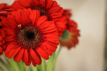 red gerbera flower
