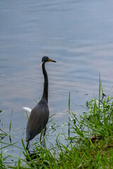 A great blue heron (ardea herodias) stands at the shore of a lake in the small town of Celebration, Florida.