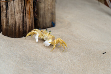 Small crab in the sand on the beach