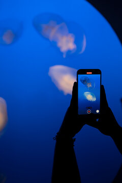 Man shoots a video with jellyfish in the oceanarium on his phone