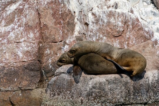 View of the sea lions on a rock near Paracas, Peru