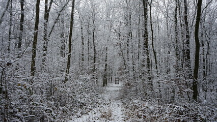 Wald mit Schnee bedeckt