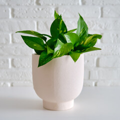 Houseplant Epipremnum in a flower pot against a white brick wall. Home plant on white table, closeup