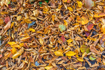 Fallen leaves in the forest