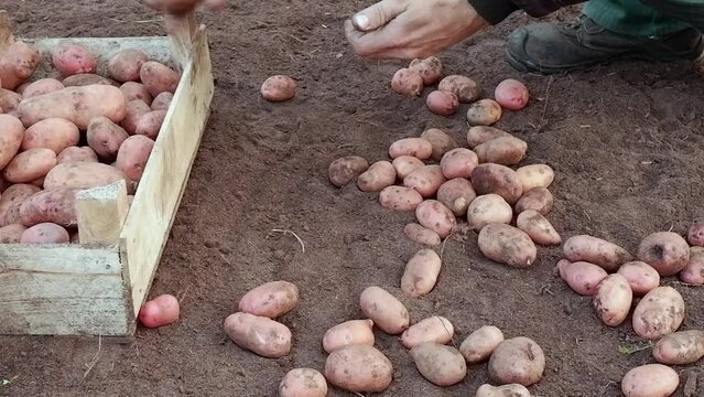 A farmer collects potatoes from the ground in a box. Harvesting by hand.