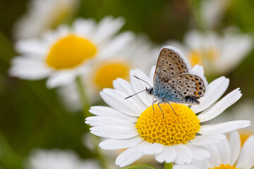 butterfly on a white daisy