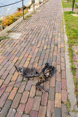A dead cormorant lying on the pavement of the seaside boulevard. Photo taken on a cloudy day, soft light