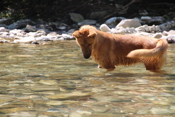A small, beautiful red dog bathes in a mountain river