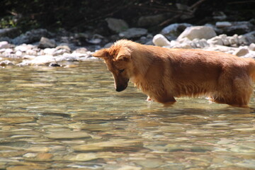 A small, beautiful red dog bathes in a mountain river