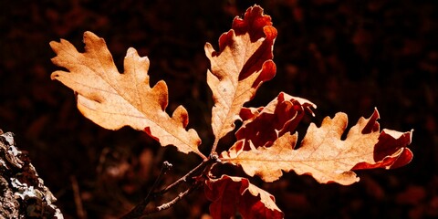Oak Leaves in Autumn Colors. Cantalojas, Guadalajara, Castilla La Mancha, Spain, Europe