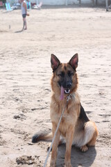 german shepherd dog on the beach sitting