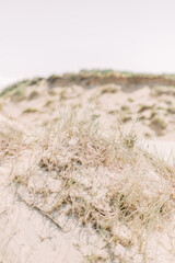 Abandoned dunes on a sandy beach. They are overgrown with grass that blows in the wind.