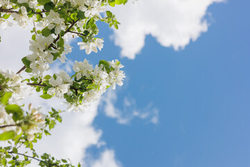 blooming branch of an apple tree against a background of white cumulus clouds against a blue sky, beautiful large thunderclouds in the sky. background of nature. freedom and flight above the earth