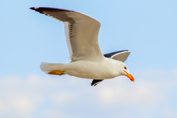 Rio de Janeiro, RJ, Brazil - August 28, 2022 - Seagulls on Grumari Beach