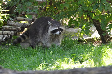 Raccoon