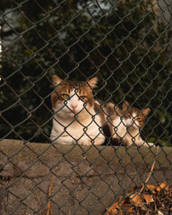 Cats watching from behind the fence