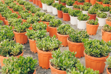 Fototapeta na wymiar Gardening shop Industrial greenhouse various cactus plants in different pots