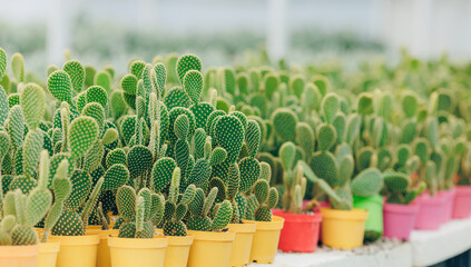 Gardening shop, greenhouse cactus plant nursery for garden decoration. Business for sale and selection of shrubs, botanical trees © Parilov