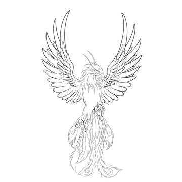illustration of a bird Phoenix tattoo