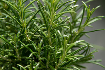 Close up of rosemary leaves