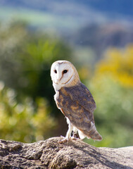 Barn owl at a raptor exhibit