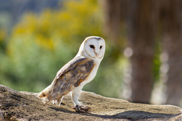 Barn owl at a raptor exhibit