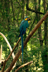 Obraz premium Blue-and-yellow macaw