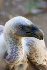Close-up of a griffon vulture in a zoo. Conservation concept.
