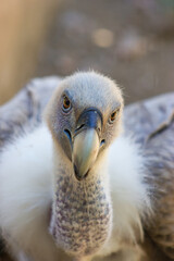 Close-up of a griffon vulture in a zoo. Conservation concept.