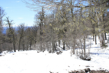 snow covered trees