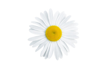 Fototapeta na wymiar Chamomile single flower isolated on white background, top view. Medicinal herb.