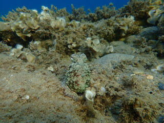Common octopus (Octopus vulgaris) hunting, Aegean Sea, Greece, Halkidiki
