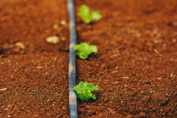 Closeup macro lettuce grown in greenhouse with drip irrigation hose system. Concept agriculture...