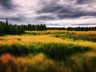 Fototapeta premium Beautiful Scandinavian fields of wheat, generated by A.I.