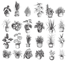 Home plants collection sketch hand drawn engraved style Vector illustration.