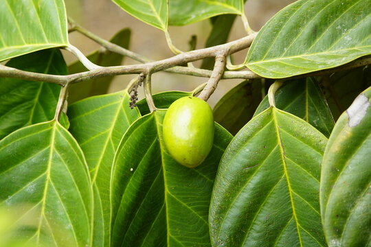 Poraqueiba sericea (common name: umari) is a species of tree in the family Metteniusaceae. Amazon rainforest, Brazil.