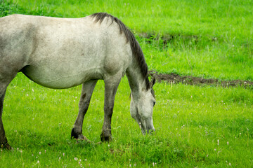 Naklejka na ściany i meble A gray mare grazes on a green meadow. The horse eats grass.