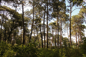 Forest in the morning