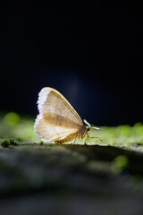 butterfly on leaf