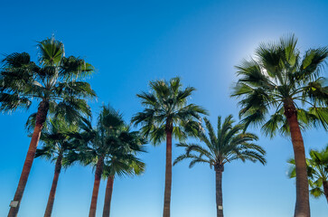Fototapeta na wymiar Palm tree, tropical background