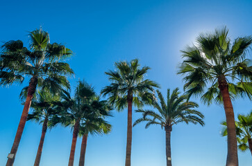 Obraz premium Palm tree, tropical background