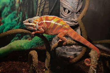 Yemen chameleon (Chamaeleo calyptratus) is a large lizard. The veiled chameleon sits on a branch in...