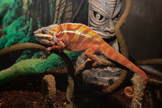 Yemen chameleon (Chamaeleo calyptratus) is a large lizard. The veiled chameleon sits on a branch in a terrarium
