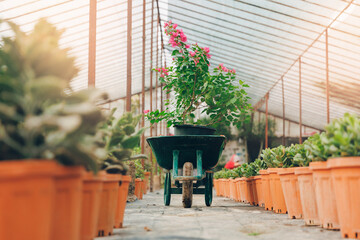 Concept industry selling potted flowers and plants for garden from greenhouse nursery