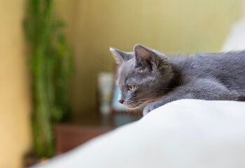 Gray smooth-haired beautiful cat. Breed Russian blue cat. Little kitty
